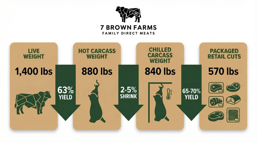 Beef yield breakdown from live weight to packaged retail cuts infographic