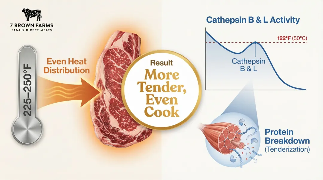 Reverse sear low-and-slow phase enzyme tenderization and heat transfer diagram