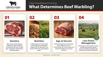 Four key factors that determine beef marbling development infographic breakdown