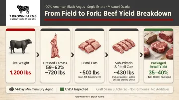 Beef yield breakdown from live weight to packaged retail cuts infographic