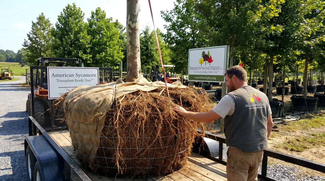 Brandywine Trees Transplant Ready American Sycamore with intact fibrous root system