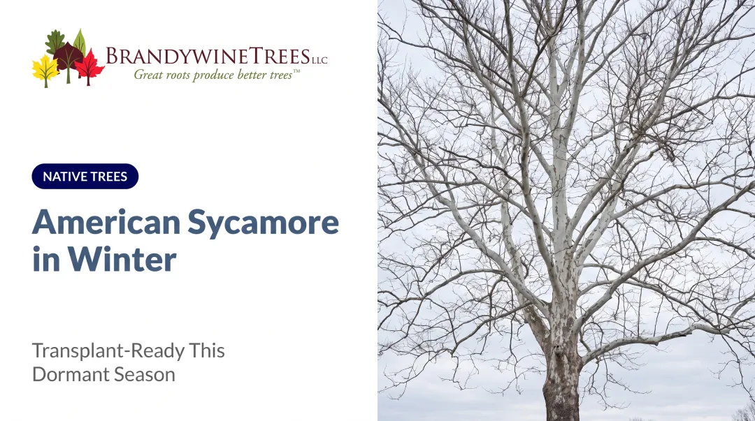 American Sycamore in Winter