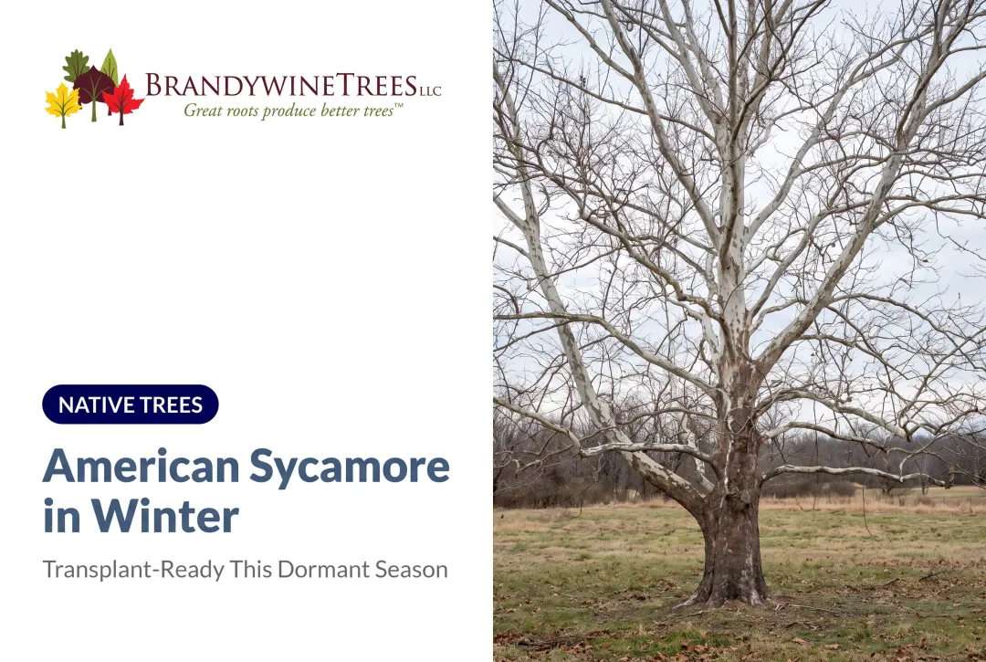 American Sycamore in Winter