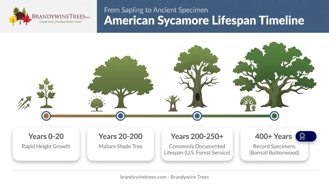 American sycamore lifespan timeline from young growth to 400-year-old specimens