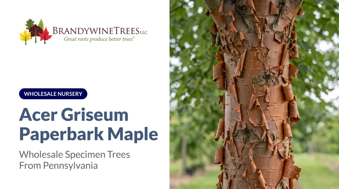 Acer Griseum Paperbark Maple
