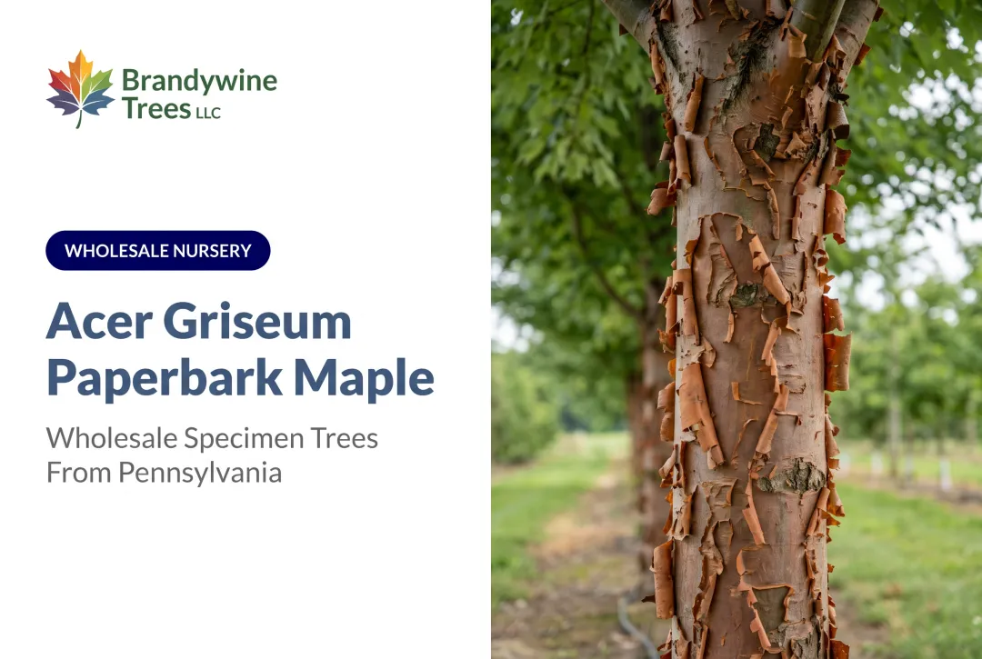 Acer Griseum Paperbark Maple