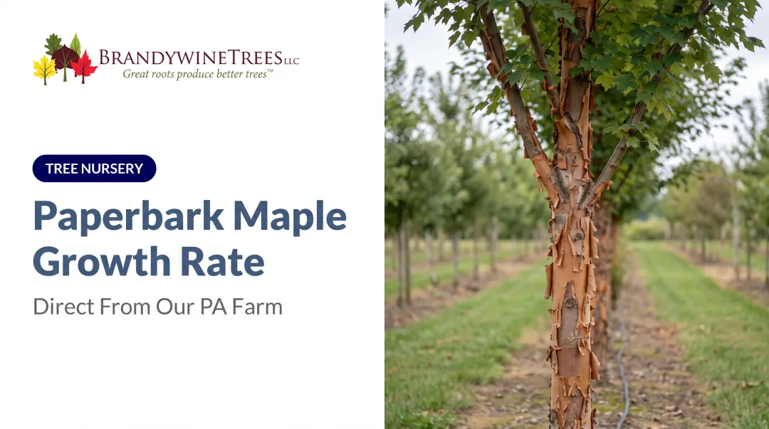 Paperbark Maple Growth Rate