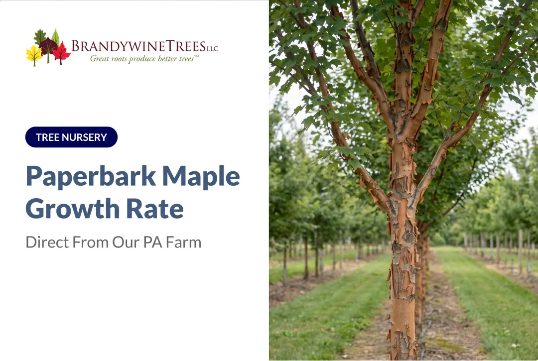 Paperbark Maple Growth Rate