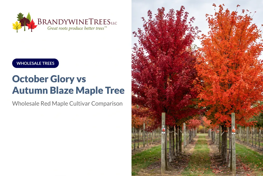 October Glory vs Autumn Blaze Maple Tree