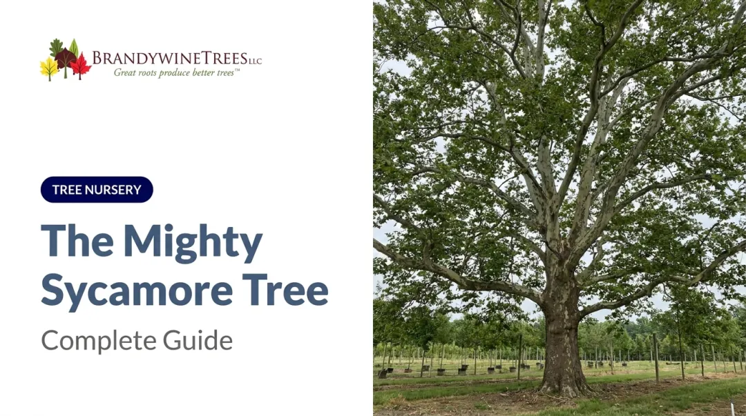 The Mighty Sycamore Tree: Complete Guide