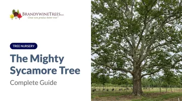 The Mighty Sycamore Tree: Complete Guide