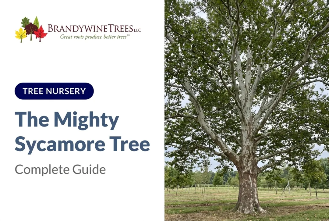 The Mighty Sycamore Tree: Complete Guide