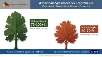 Sycamore versus red maple size and growth rate comparison chart