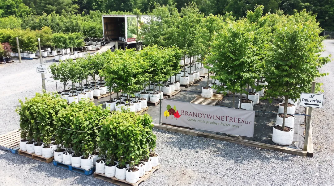 Brandywine Trees nursery potted katsura trees ready for transplant delivery