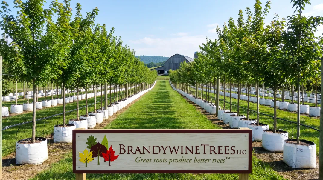 Brandywine Trees nursery growing transplant ready trees in air-pruning bags