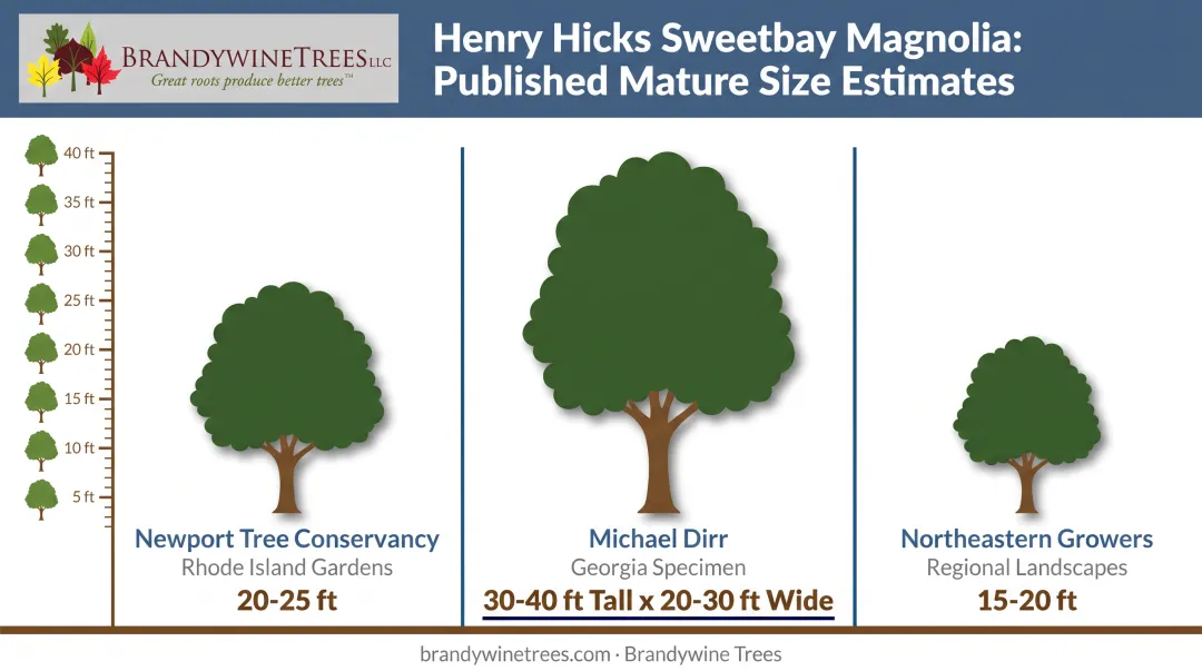 Comparison chart of Henry Hicks magnolia mature height by source