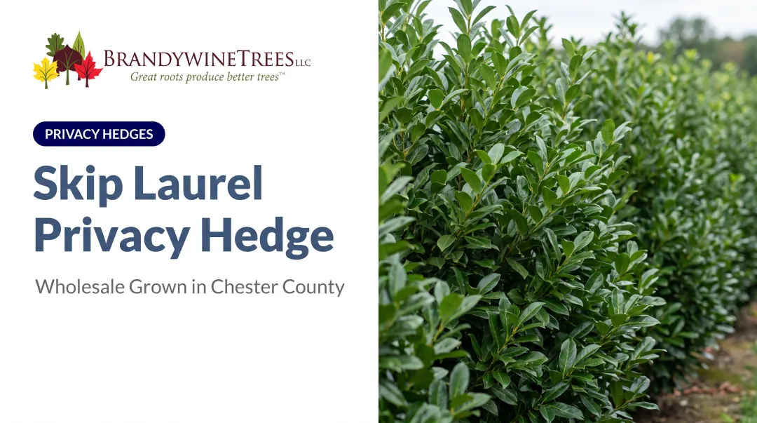 Skip Laurel Privacy Hedge