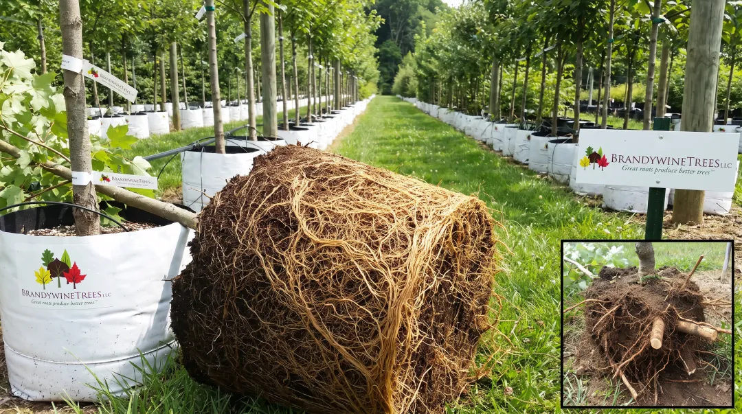 Container-grown sugar maple showing dense fibrous root system