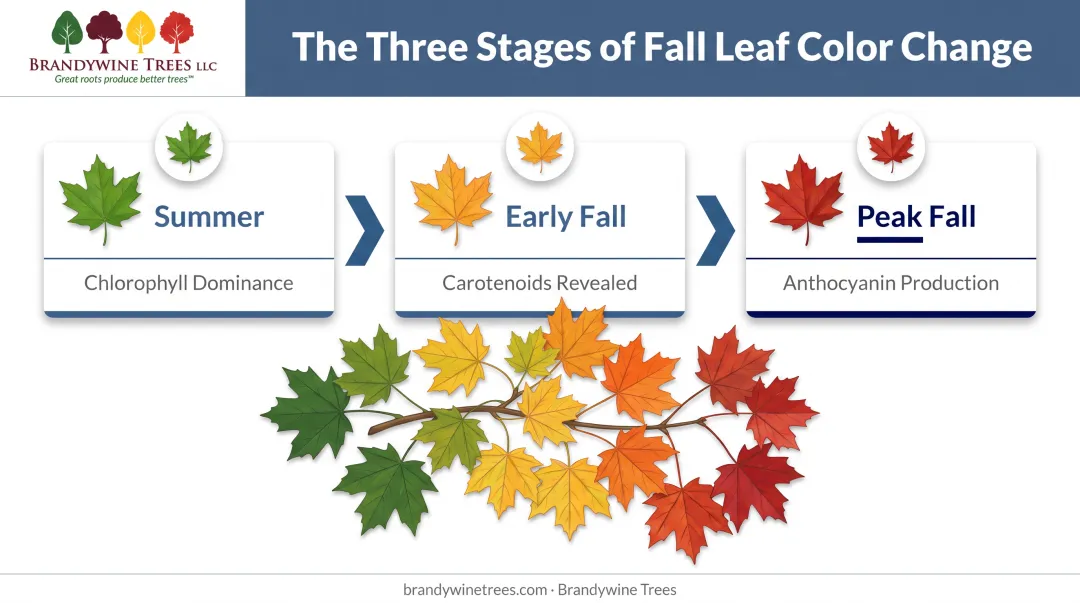 Sugar maple leaf pigment transition from chlorophyll to anthocyanin