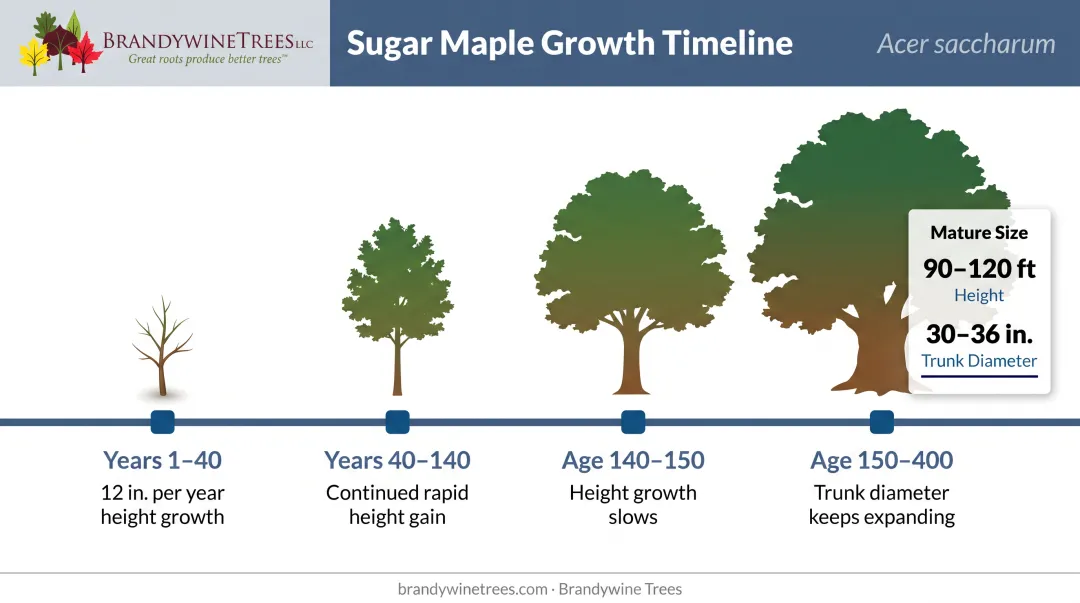 Sugar maple 400-year growth rate and lifespan timeline infographic