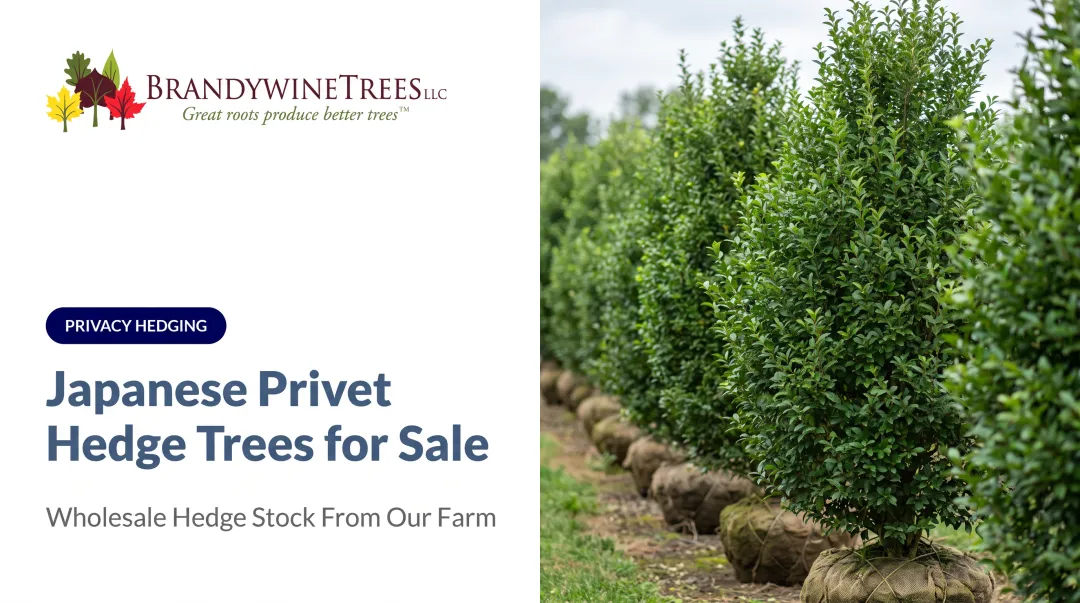 Japanese Privet Hedge Trees for Sale
