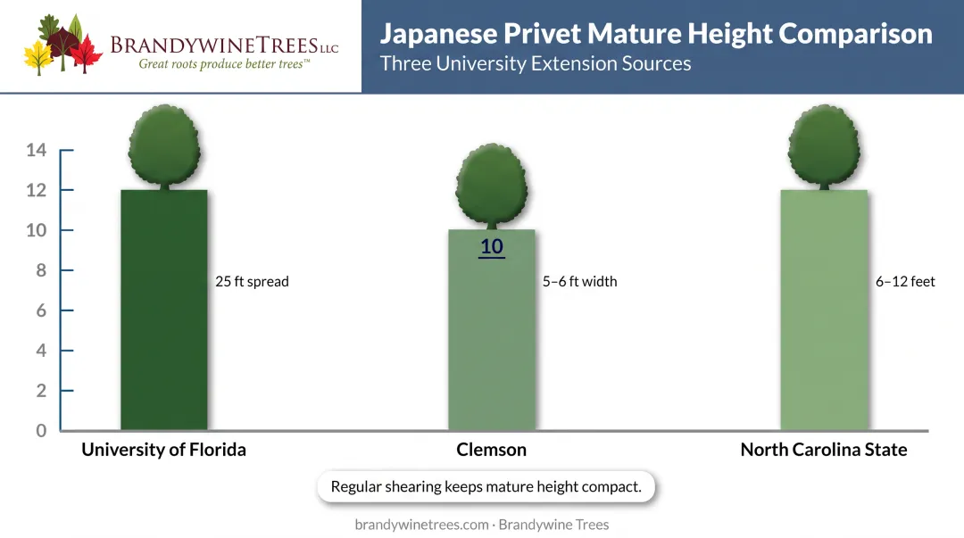 Japanese Privet mature height comparison across university extension sources