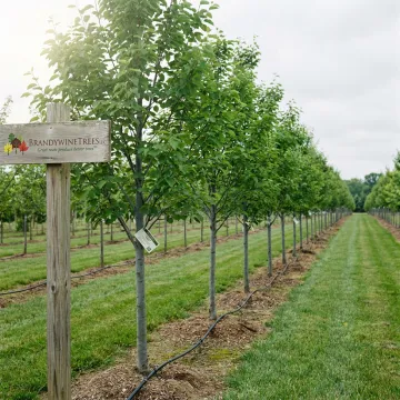 Native Plant & Restoration Projects