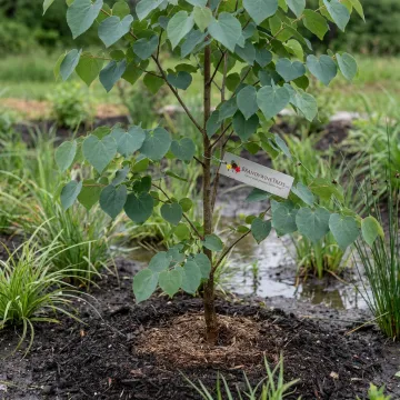 Rain Gardens & Wetland Restoration