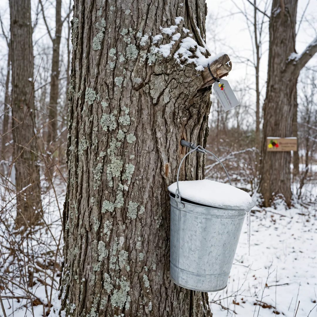 Maple Syrup Production