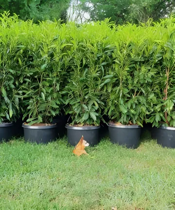 Large Exquisite Trees