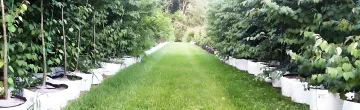 Native Trees