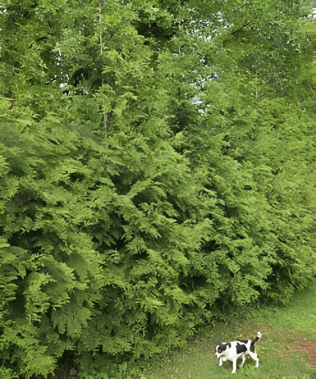 Privacy Screening & Windbreaks