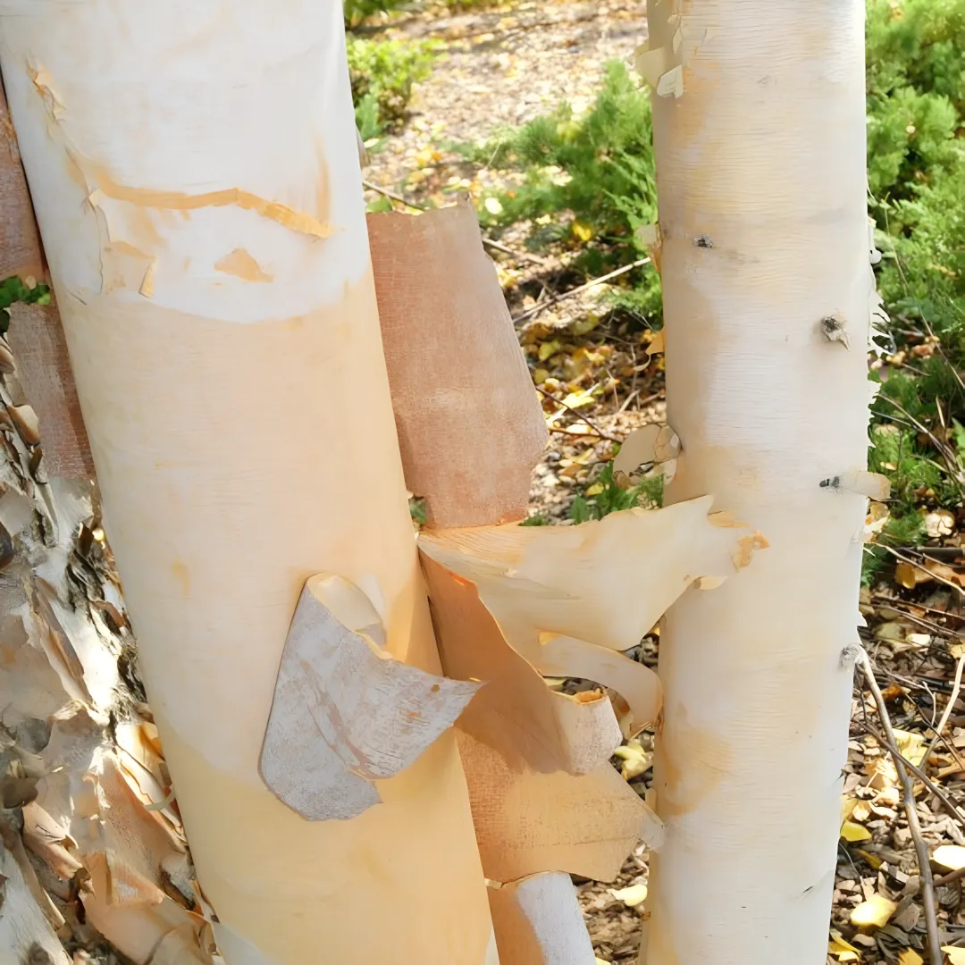 Wetland Trees