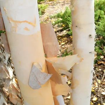 Wetland Trees