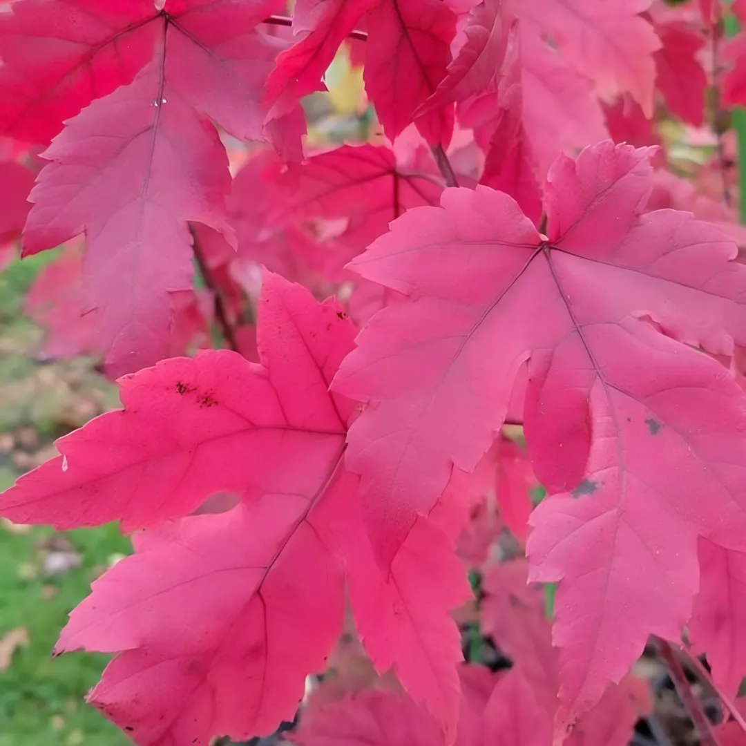 Shade Trees