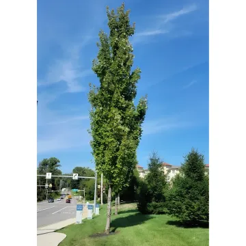 Columnar Trees