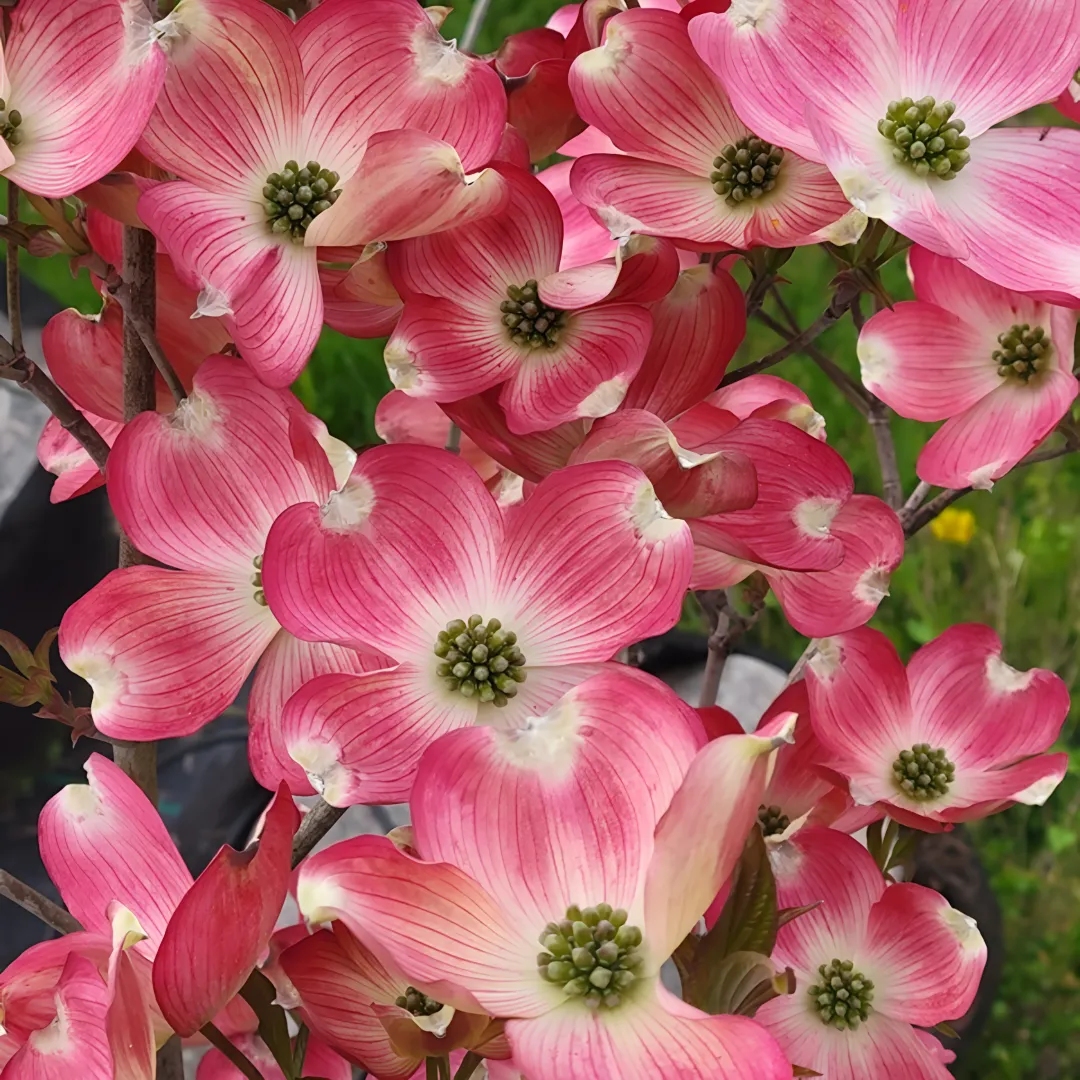 Flowering Trees