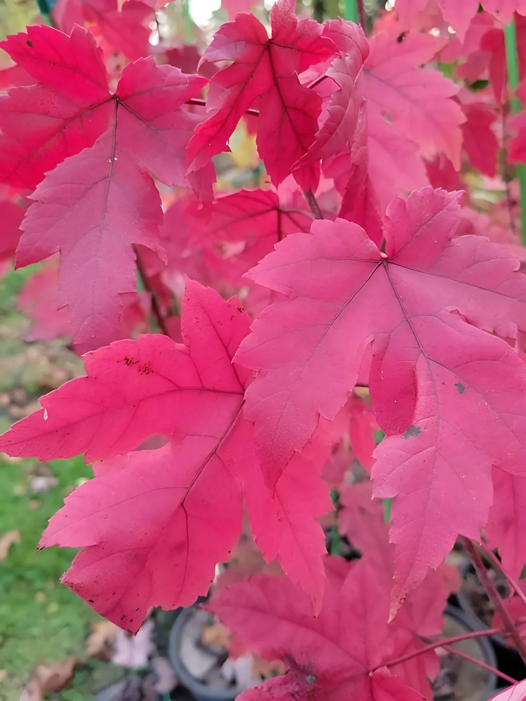 Acer rubrum, 'Autumn Blaze Maple' | Autumn Blaze Maple Trees for Sale