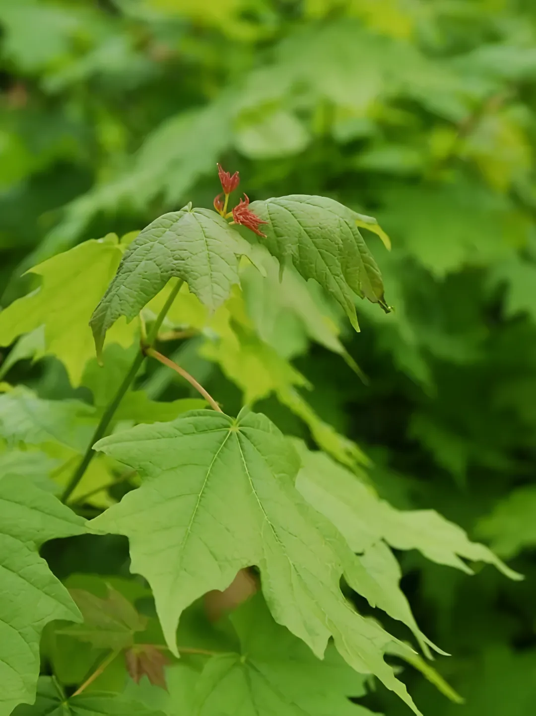 Acer saccharum, "Sugar Maple Tree"