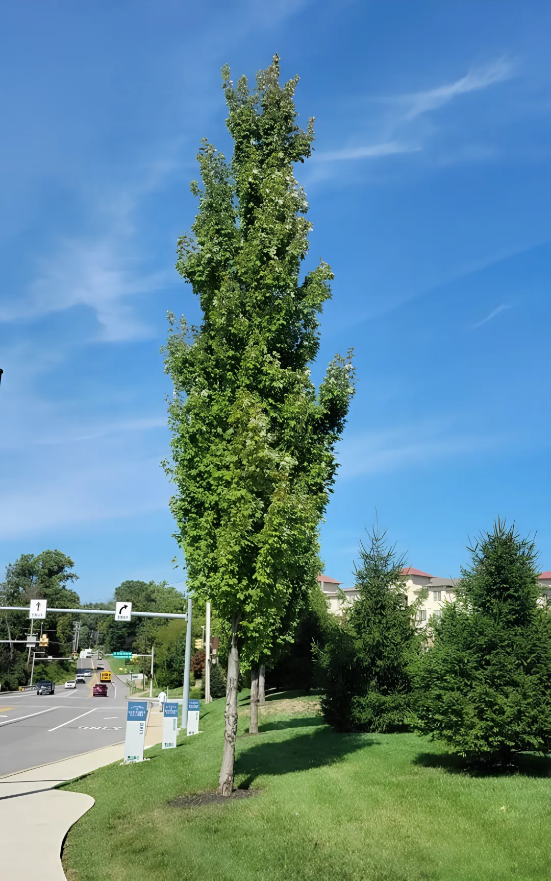 Acer rubrum, 'Armstrong Maple'
