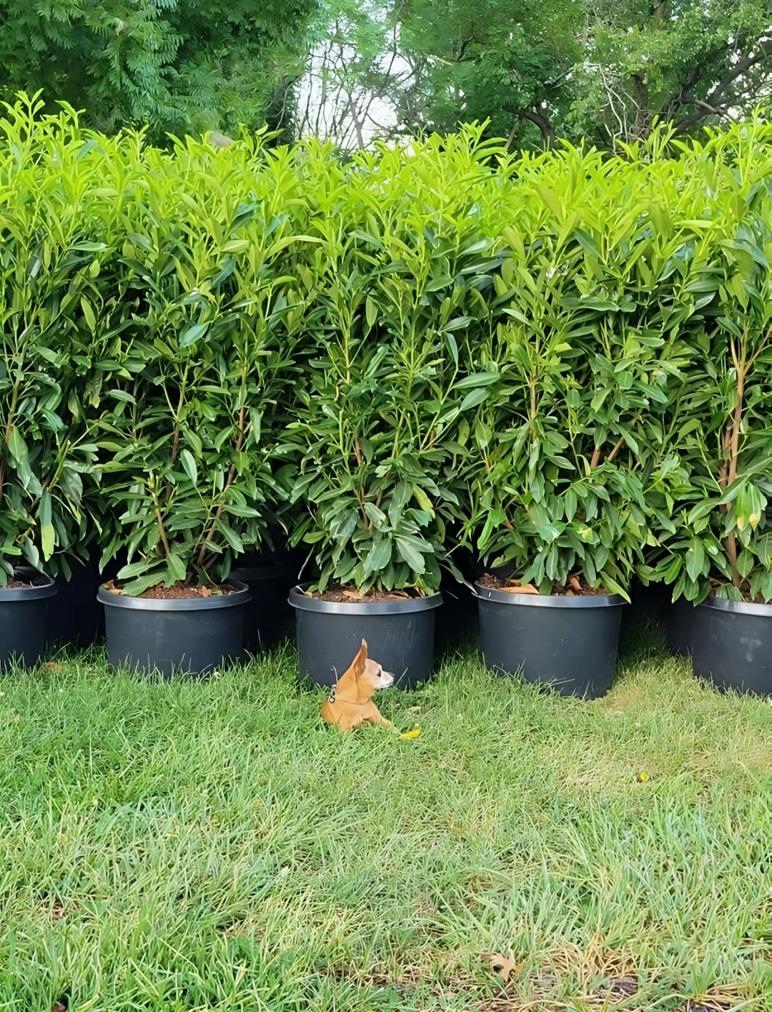Schip Laurel Trees for Sale | Evergreen Privacy Hedge