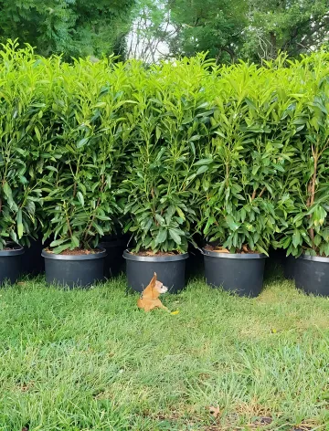 Prunus laurocerasus, 'Schipkaensis' (Schip Laurel) | Schip Laurel Trees for Sale | Evergreen Privacy Hedge