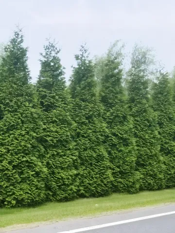 Thuja plicata, 'Green Giant' Arborvitae | Thuja Green Giant Arborvitae Trees