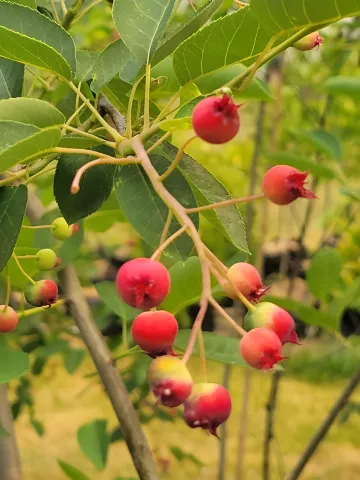 Wildlife & Habitat Gardens