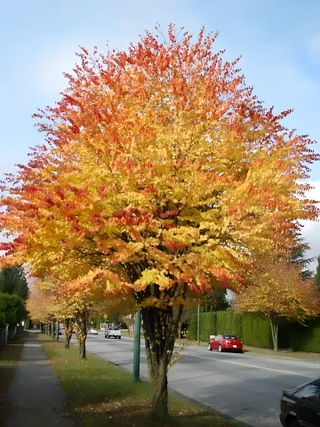 Municipal & Public Green Spaces