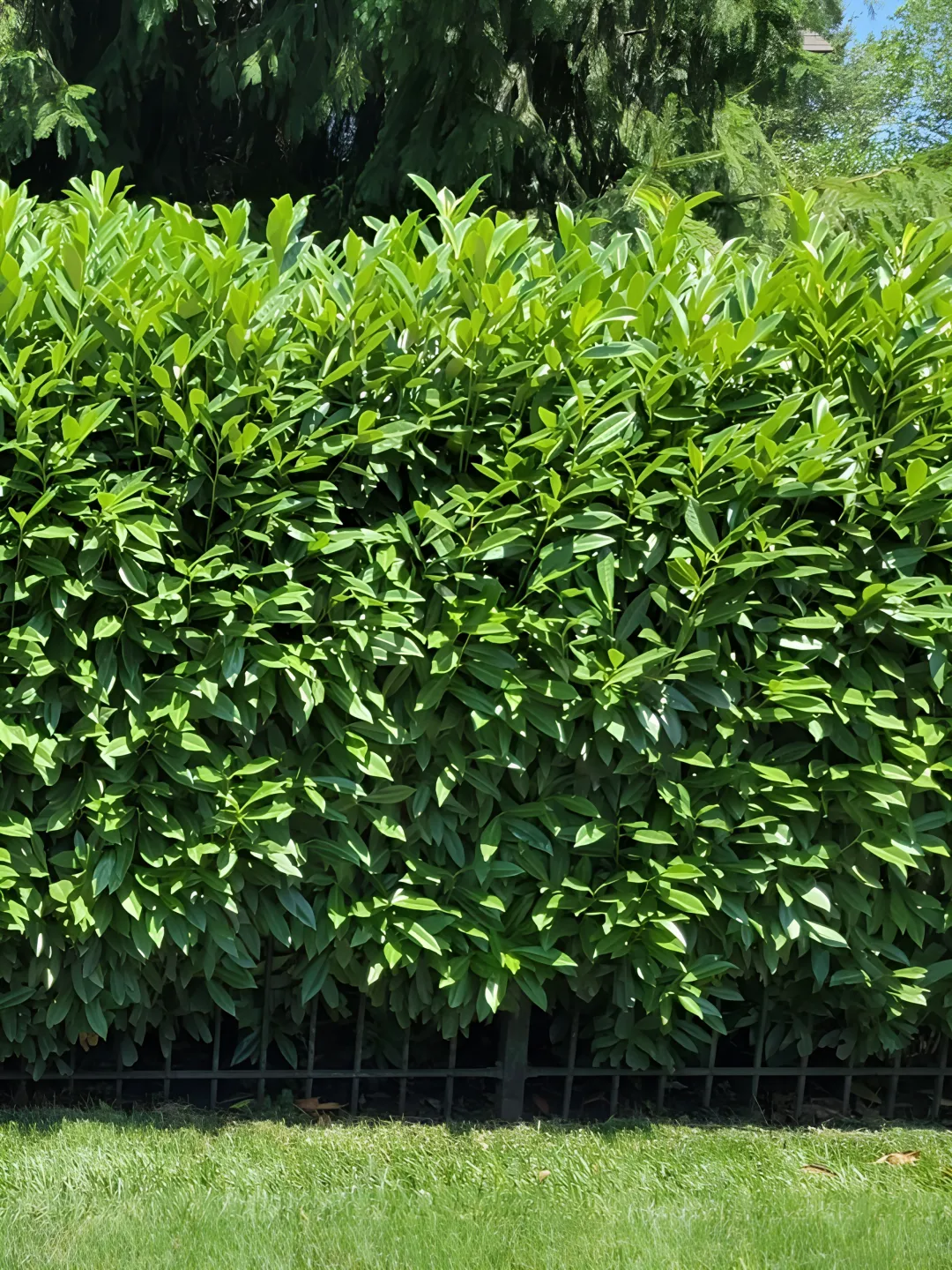 Residential Landscaping