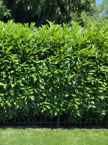 Residential Landscaping