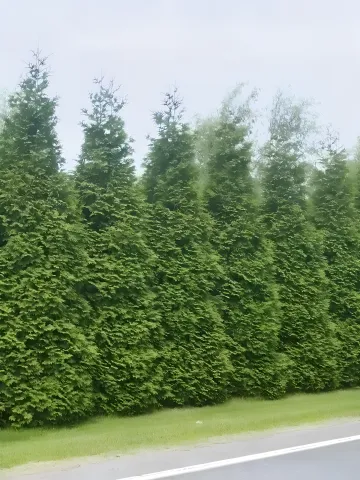 Residential Landscaping