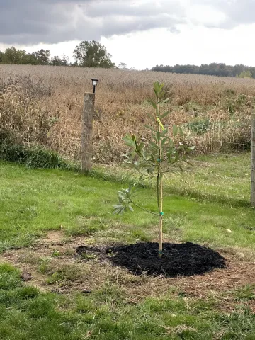 Reforestation & Restoration