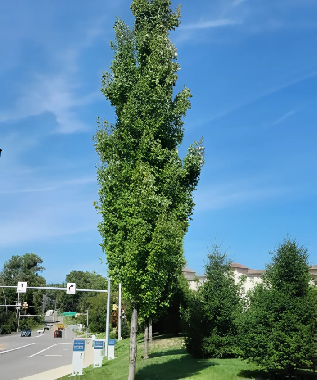 Municipal & Streetscape Design
